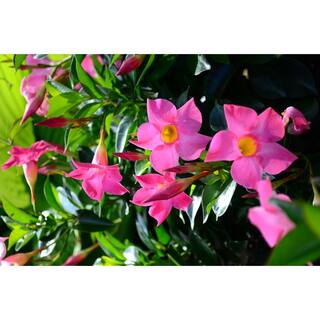 Rio 2 Qt. Dipladenia Flowering Annual Shrub with Pink Blooms 1004124256