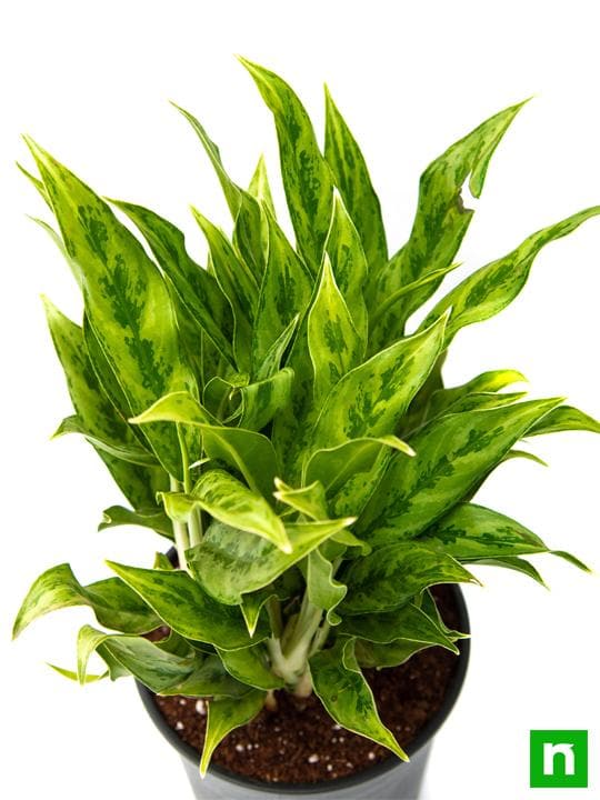 Aglaonema green compact, Aglaonema compact maria - Plant