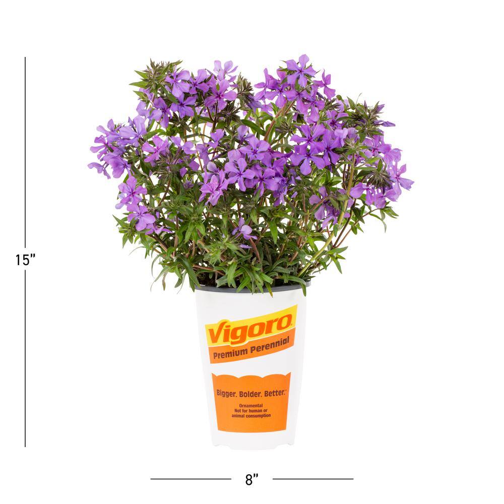 Vigoro 2.5 Qt. Purple Papparazzi Jagger Phlox Perennial Plant 69465