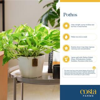 Costa Farms Pothos Indoor Plant in 6 in. Mid Century Planter and Stand Avg. Shipping Height 1-2 ft. Tall CO.PO60.3.MIDWHTSTD