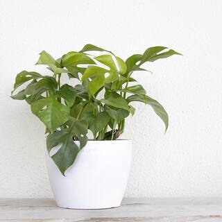 United Nursery ZZ Plant Zamioculcas Zamiifolia Easy Care Low Light Plant in 6 inch Premium Sustainable Ecopots Pure White Pot ZZ6SHPW