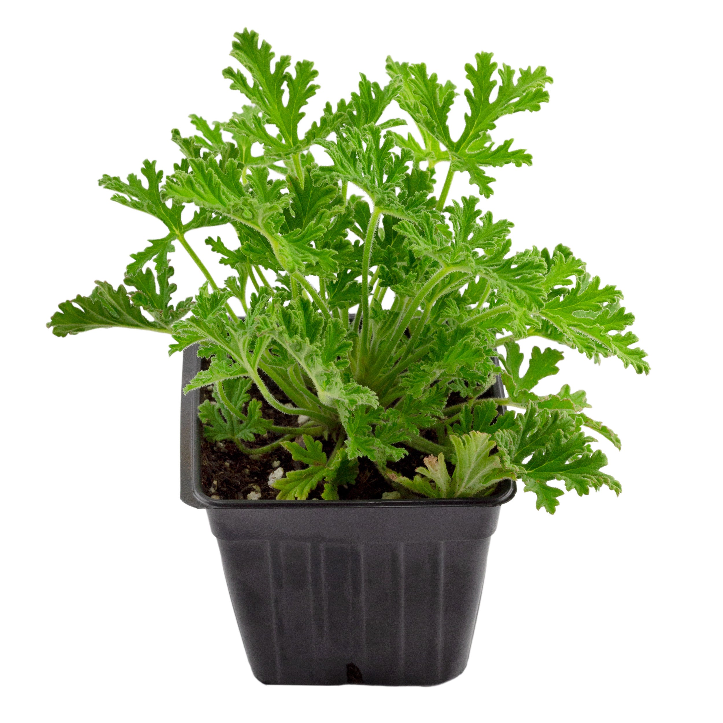 Live Citronella Geranium Plants (2-Pack); Pelargonium Citronella Scented Potted Plants