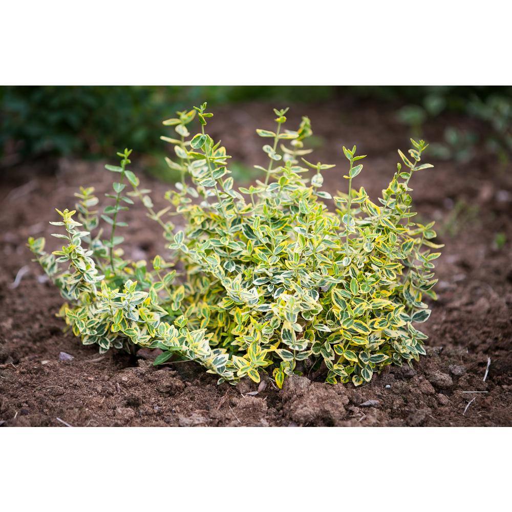 Online Orchards 1 Gal. Goldentipped Wintercreeper Euonymus Shrub Evergreen Emerald Leaves Trimmed with Gold Edges SBEU001