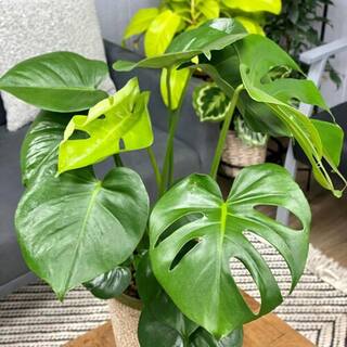 PROVEN WINNERS leafjoy Collection Monstera Deliciosa Live Indoor Plant in 7 in. Seagrass Pot Avg Ship Height 23 in. PWMDP6SEA1PK