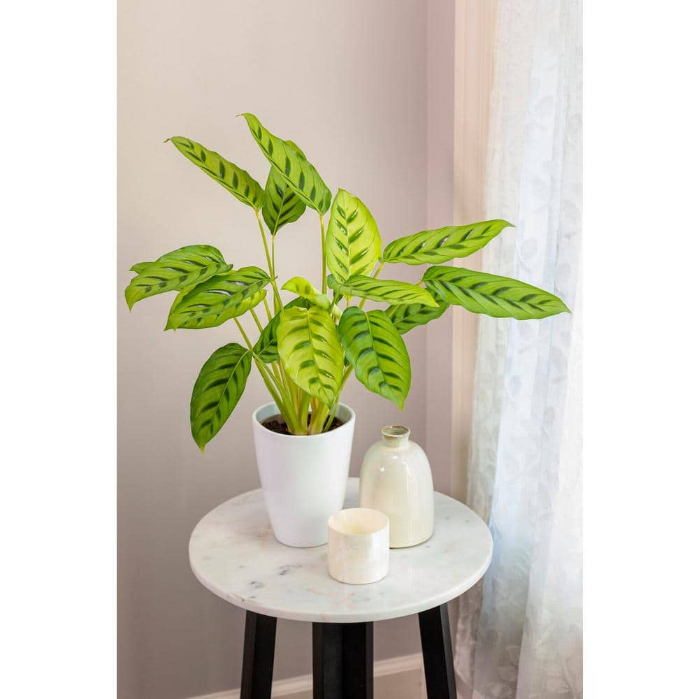 PROVEN WINNERS 7 in. PW Leafjoy Leopardina Calathea Live Indoor Plant in Seagrass Pot PWLEC7SEA1PK