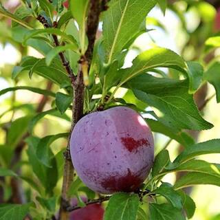 7 Gal. Santa Rosa Plum Tree PLUSAN07G
