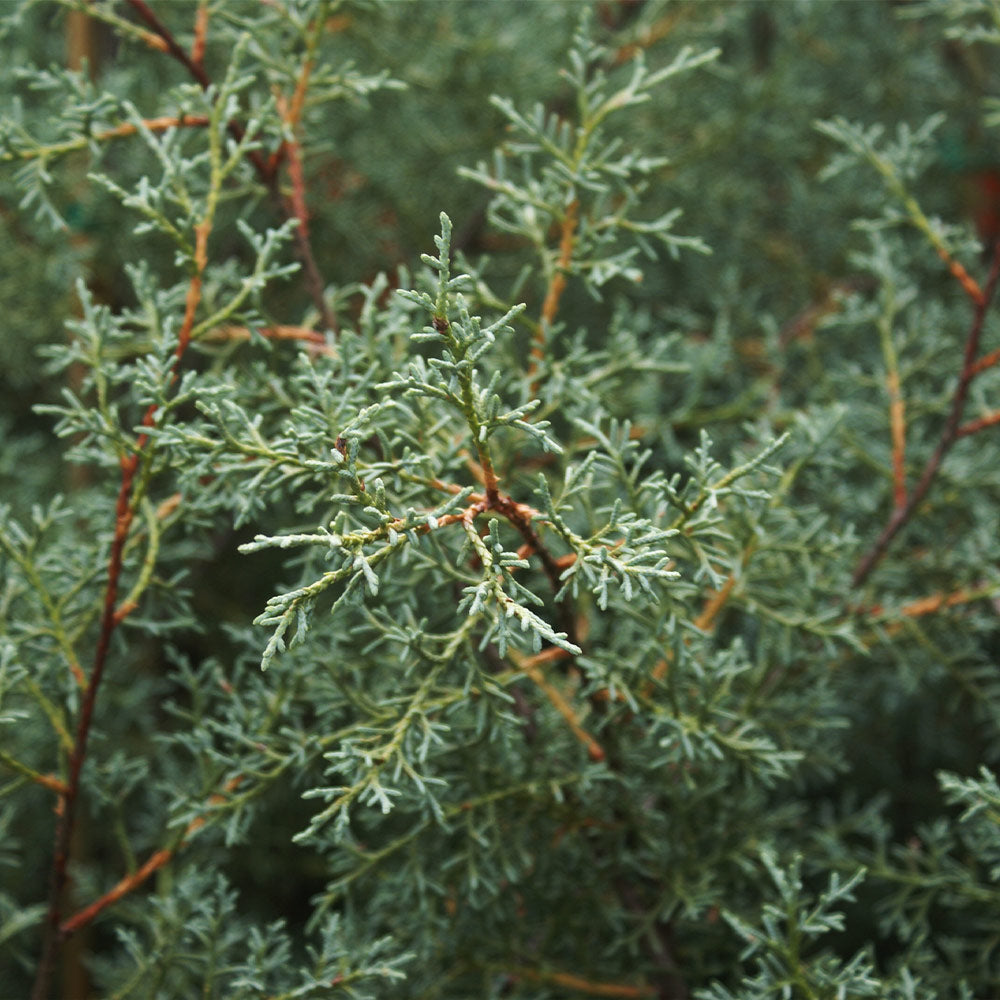 Drought-Tolerant Evergreen Tree