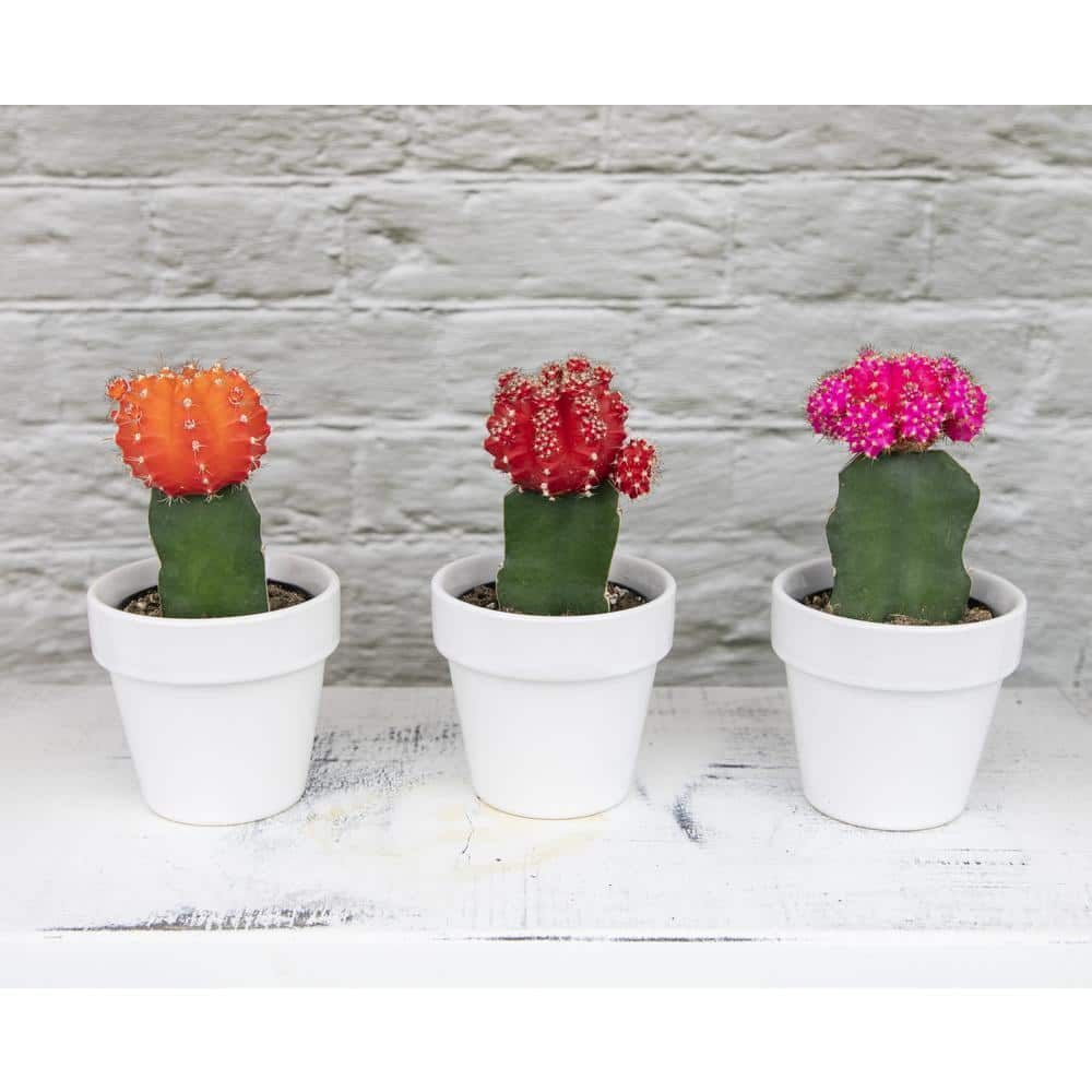 SMART PLANET 2.5 in. Assorted Grafted Cactus (3-Pack) 0881022