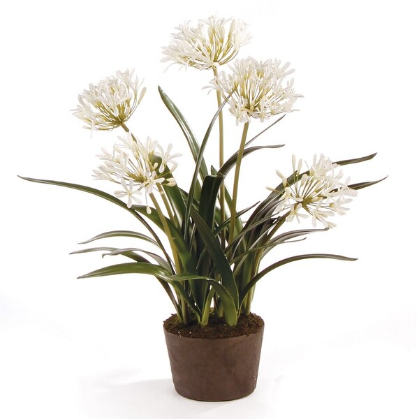 Agapanthus DropIn 29