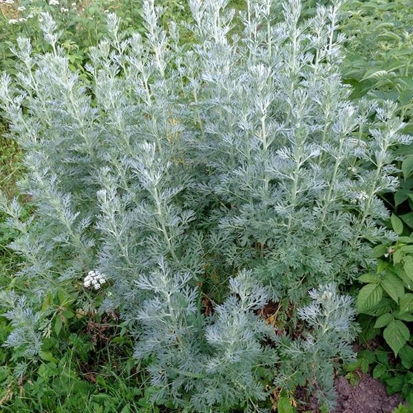 Artemisia Absinthium, Wormwood - 0.5 kg Seeds