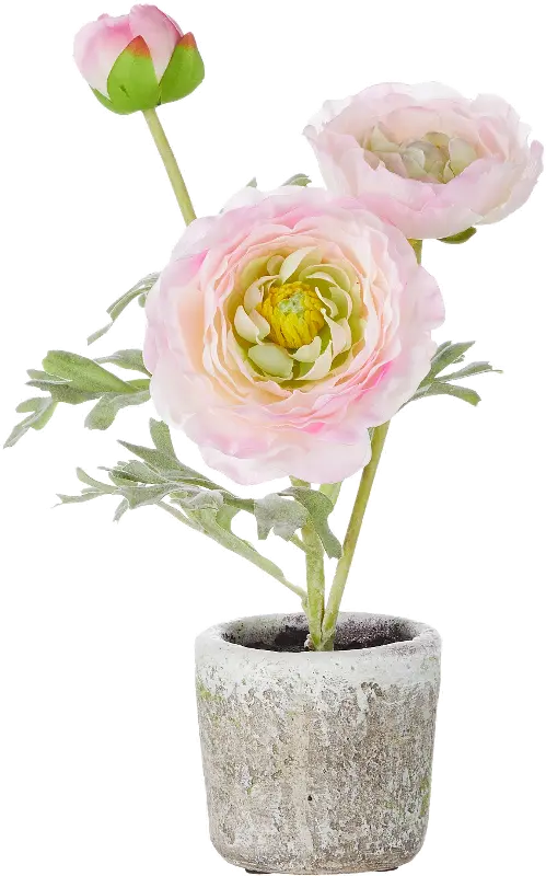 11 Inch Potted Pink Ranunculus