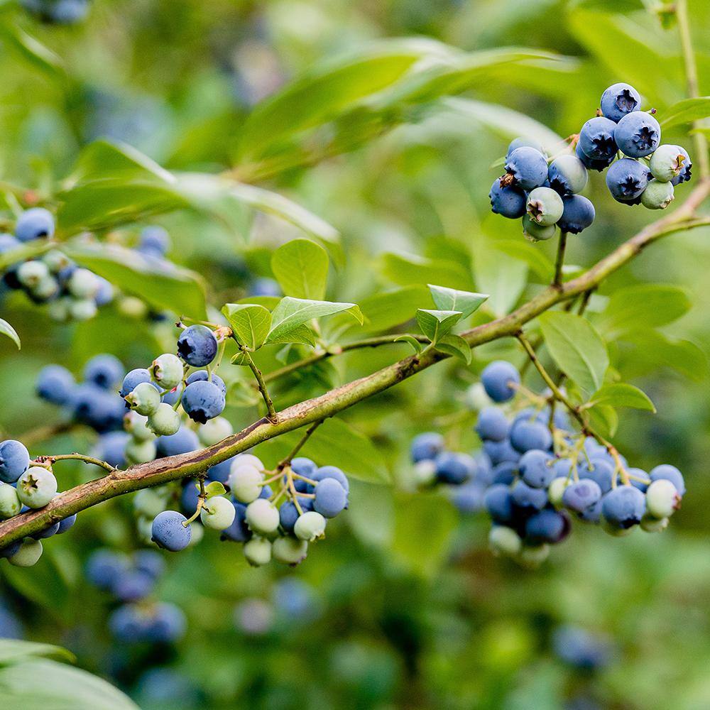 5 Gal. Patriot Northern Highbush Blueberry Tree BLUPAT05G