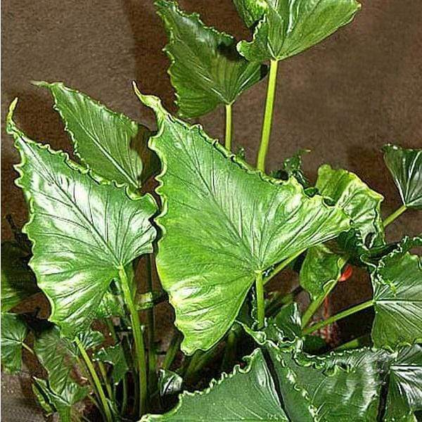 Alocasia triangularis - Plant