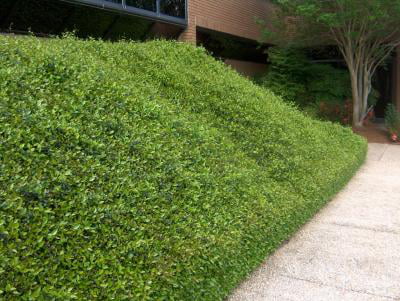 Classy Groundcovers - Trachelospermum asiaticum  {54 Pots - 2 1/2 inch Square}