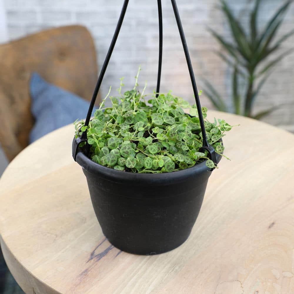 ALTMAN PLANTS 6 in. String of Turtles (Peperomia Prostrata) Live houseplant in Hanging Basket 0872805