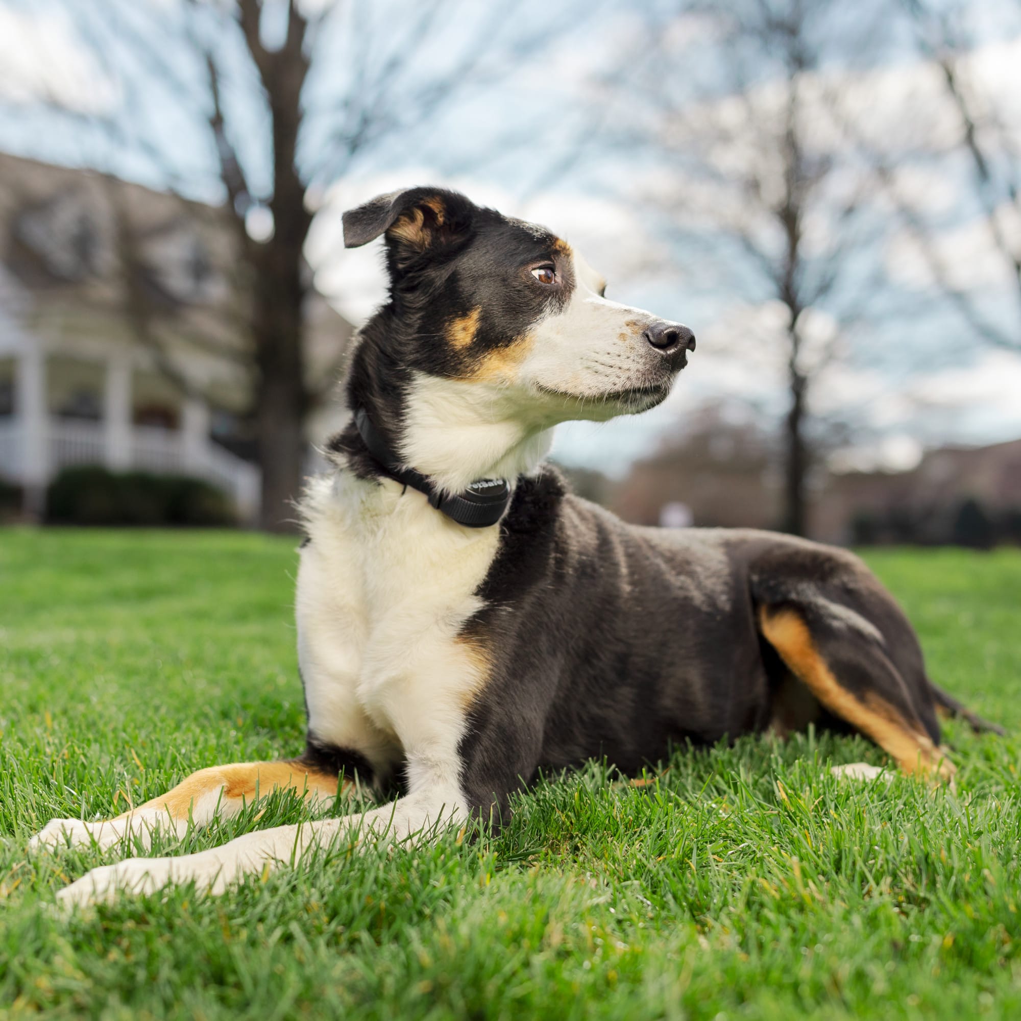 PetSafe Stay  Play Compact Wireless Fence for Dogs