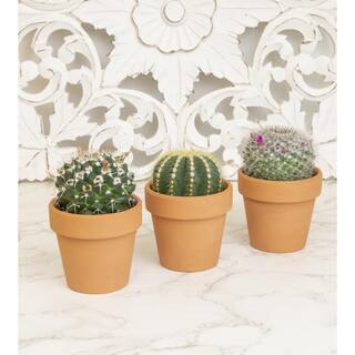 SMART PLANET 2.5 in. Assorted Cactus 3-Pack in Terra Cotta Clay Pot 0872533