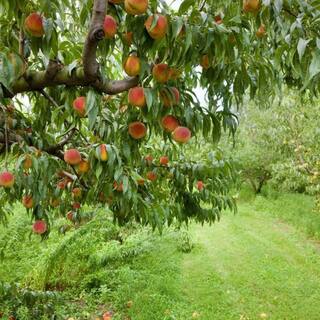 7 Gal. Sentinel Peach Tree PCHSEN07G