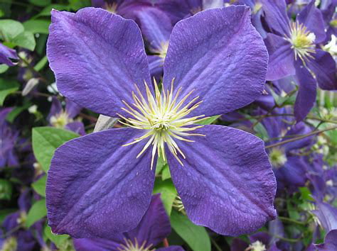 Jackmani Clematis Vine - Velvety-Purple - 2.5