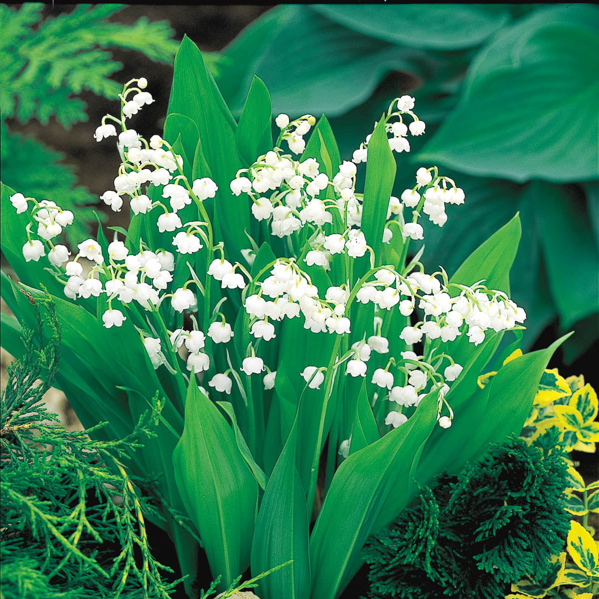 Lily of the Valley Groundcover Dormant Bare Root Perennial Plants， 10-Pack