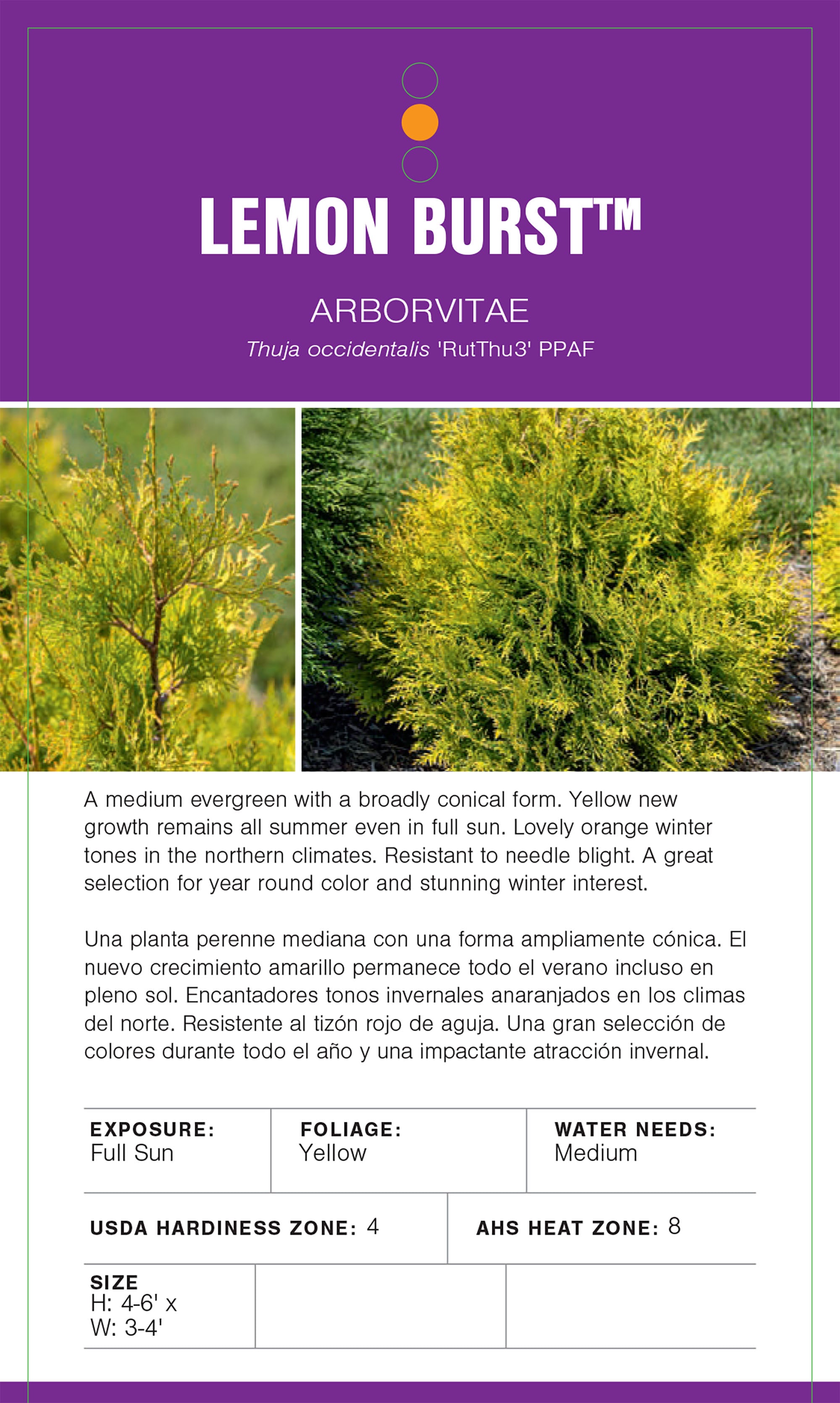 FIRST EDITIONS 2G Arborvitae， Lemon Burst