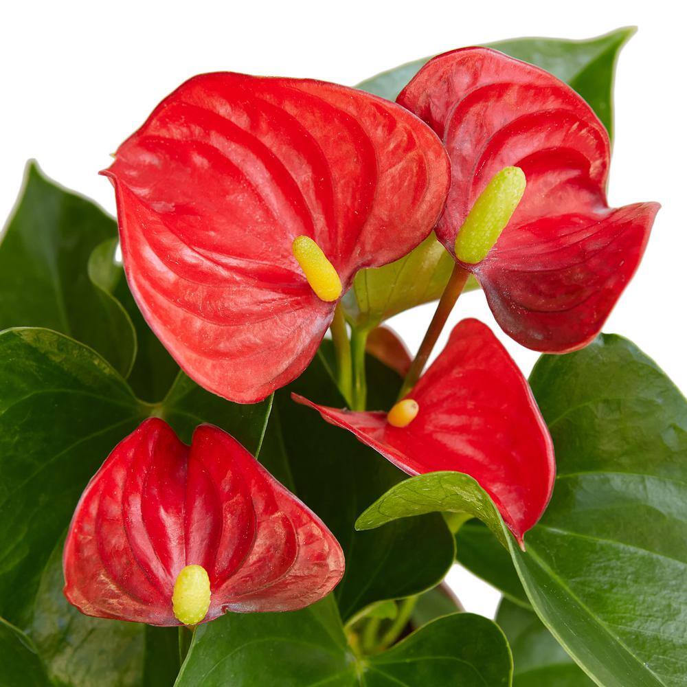 Red Anthurium Plant in 4 in. Grower Pot 4_ANTHURIUM_RED