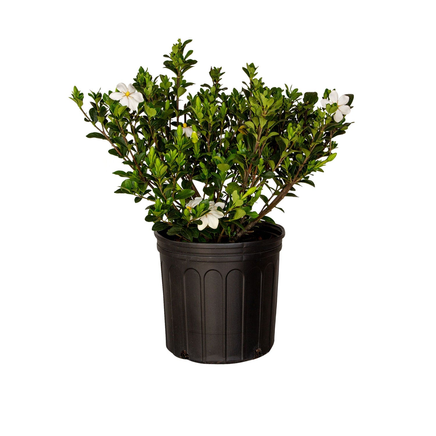 Hardy Daisy Gardenia (2.5 Gallon) Evergreen Shrub with White Fragrant Blooms - Full Sun Live Outdoor Plant