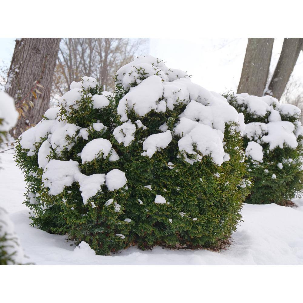 PROVEN WINNERS 2 Gal. North Pole Thuja Live Evergreen Shrub with Green Foliage 20880