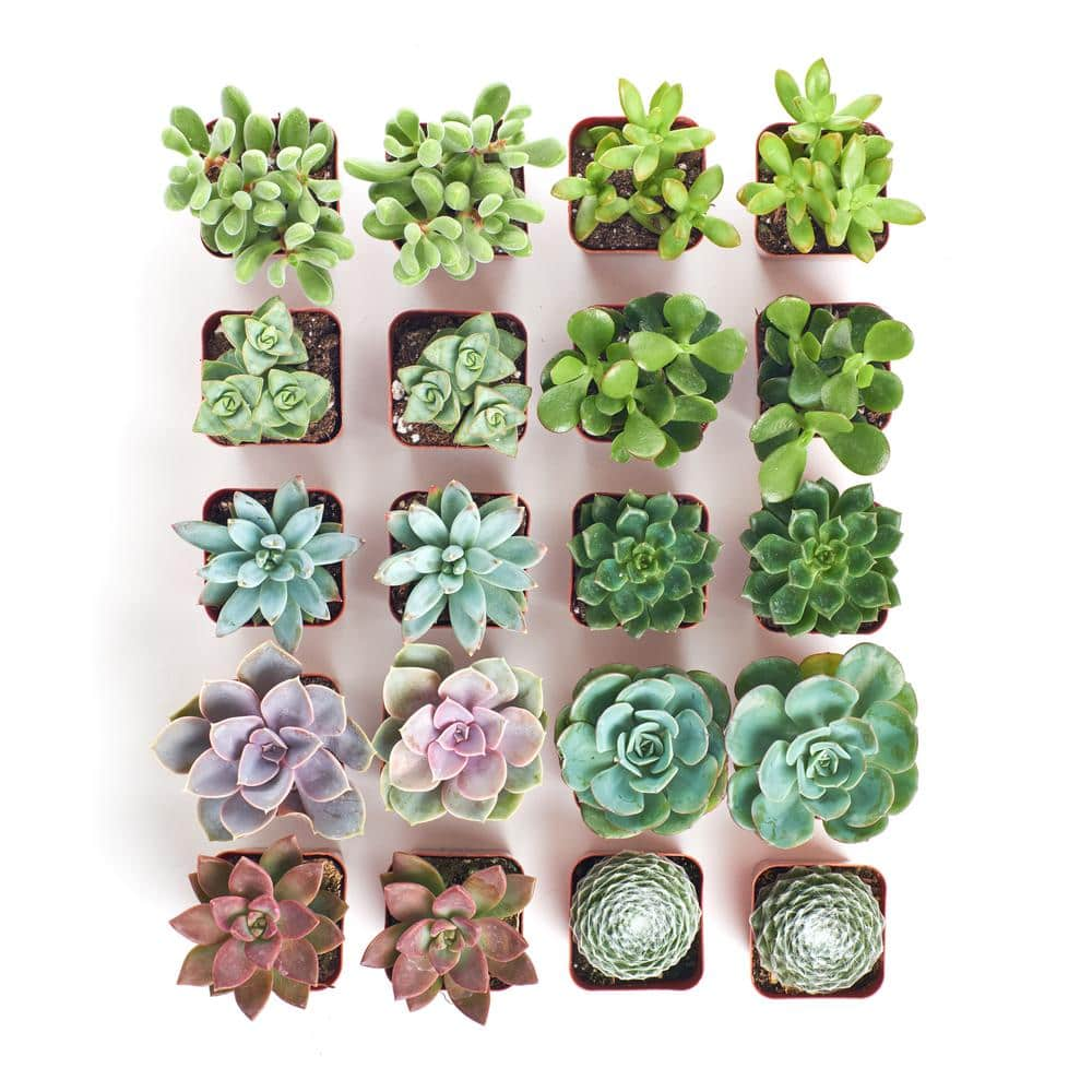 Shop Succulents 2 in. Assorted Succulent (Collection of 20) A20