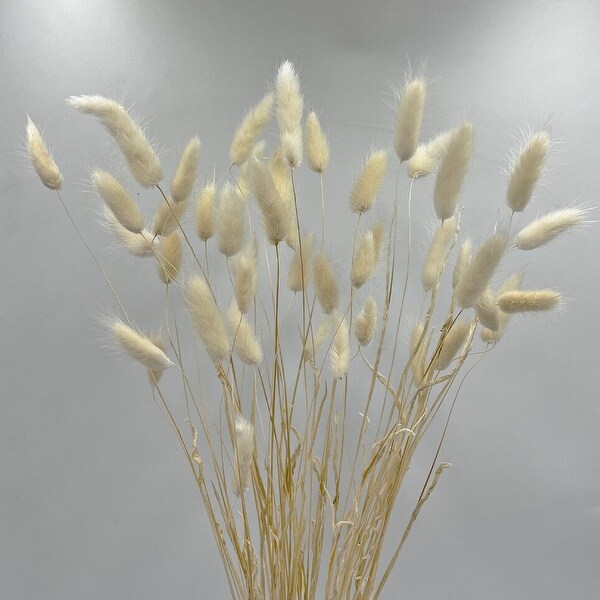 Bundle of 4 Bunch Dried Bunny Tails Grass2024 apx 1 oz