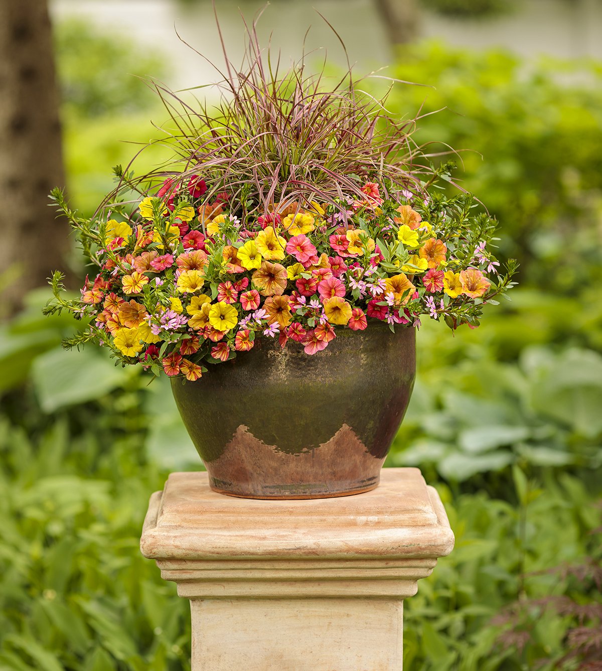 4.25 in. Eco+Grande， Supertunia Honey (Petunia) Live Plant， Yellow and Pink Flowers (4-Pack)