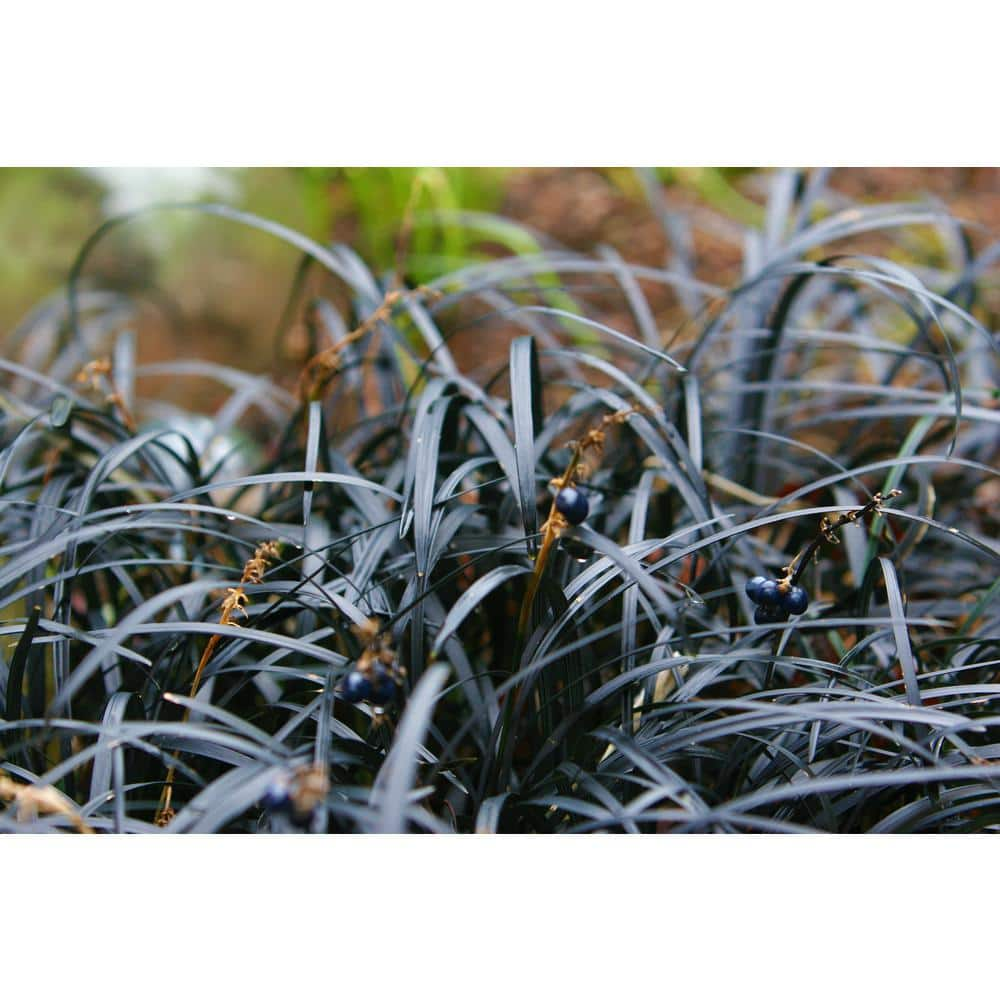 Online Orchards 1 Gal. Black Mondo Grass - Striking Dark Color Contrasts Beautifully Against Green and Purple Plants GROR010