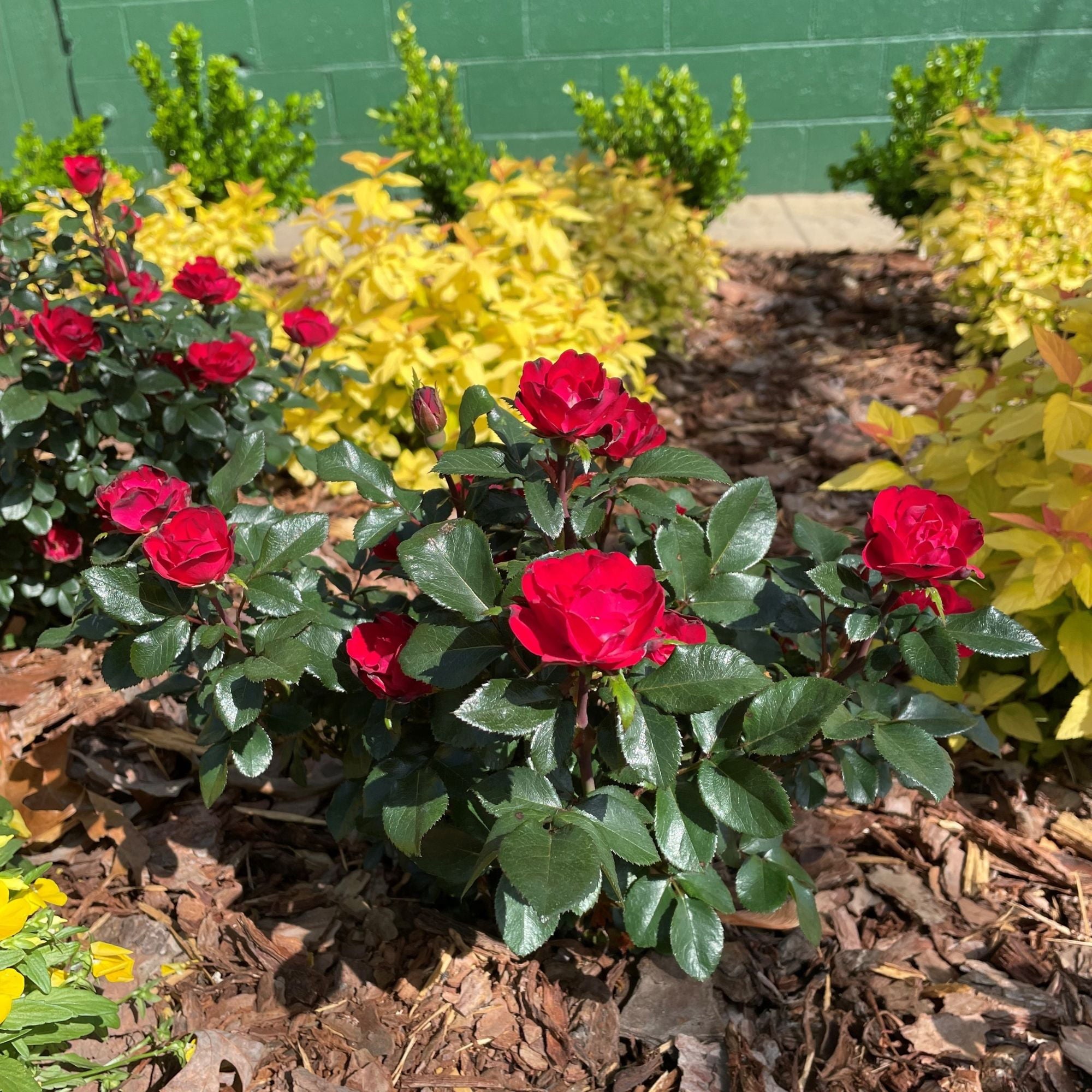 The Petite Knock Out Rose Plant with Fire Engine Red， Non Fading Blooms (2 Quart)