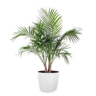 United Nursery Majesty Palm Live Indoor Outdoor Plant in 10 inch Premium Sustainable Ecopots Pure White Pot MAJESTYP10PW