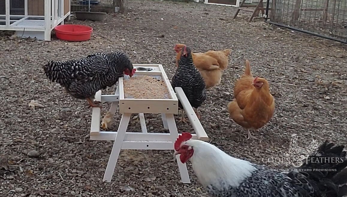 Coops and Feathers Chick-Nic Table Poultry Feeder， Tan and White