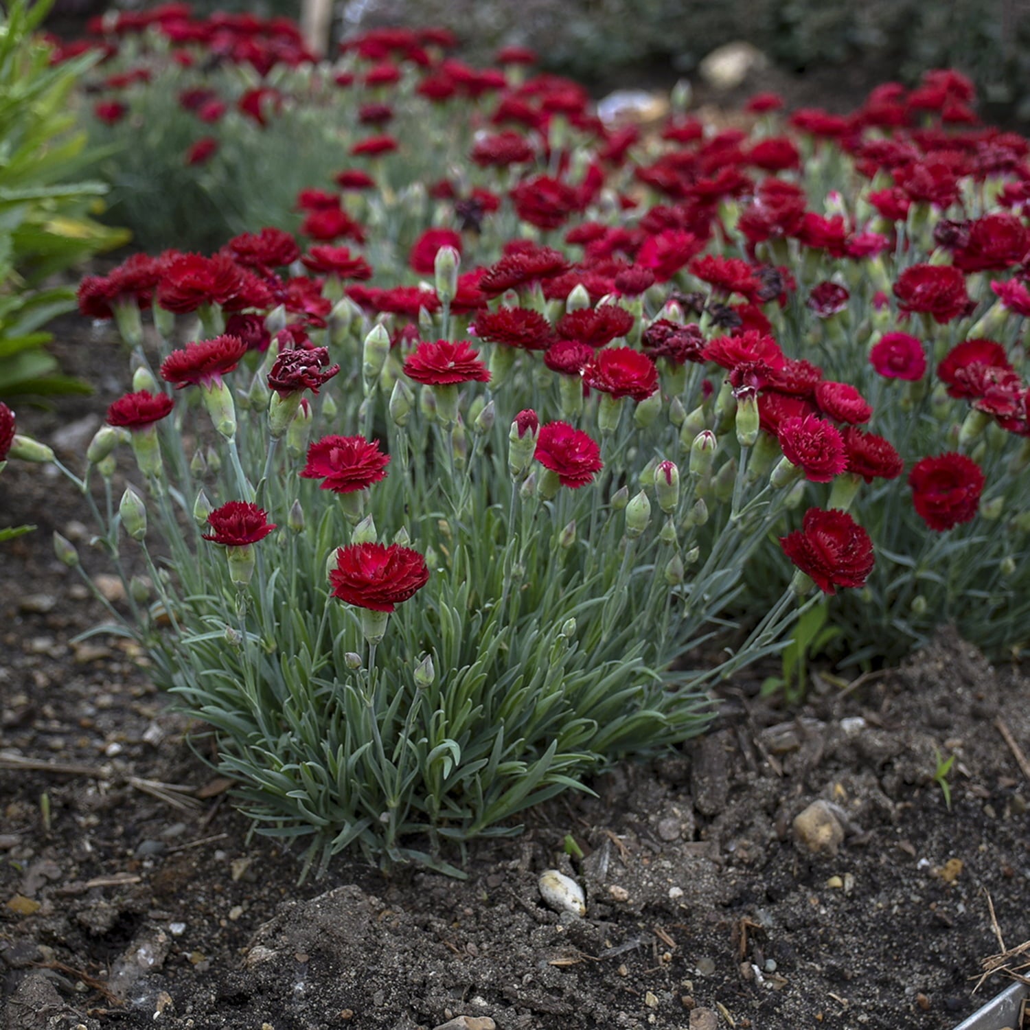 Electric Red Flowering Dianthus Dormant Bare Root Perennial Starter Plant (1-Pack)