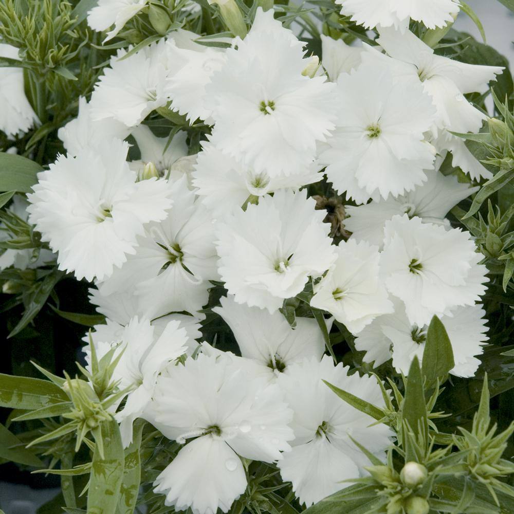 1 Gal. White Dianthus Plant 33010