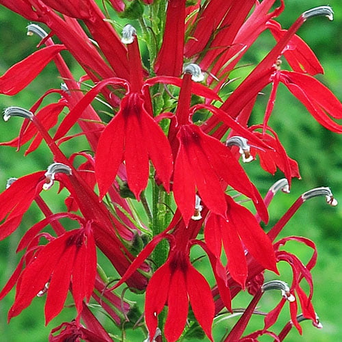 Cardinal Flower - Lobelia cardinalis - Live Starter Plant