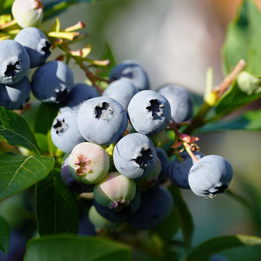 5 Gal. Hannah Choice Northern Highbush Blueberry Tree BLUHAN05G