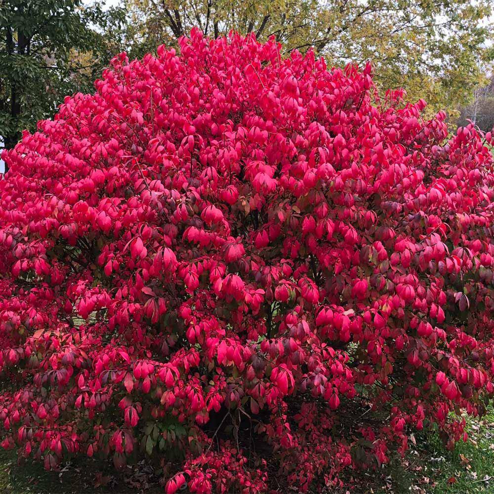 Brighter Blooms 2 Gal. Burning Bush Shrub SHR-BUR2
