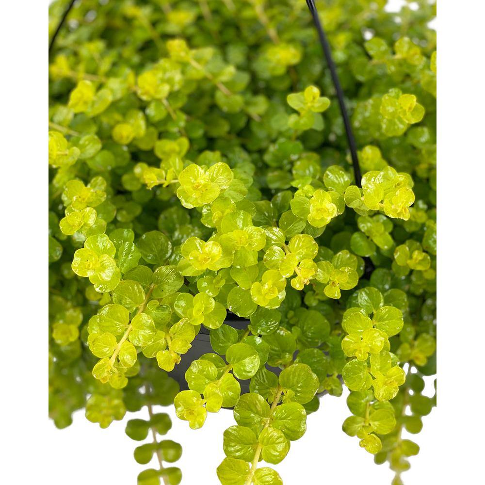 Vigoro 1.8 Gal. Creeping Jenny Lysimachia Plant in 11 In. Hanging Basket DC11HBCREEPJEN