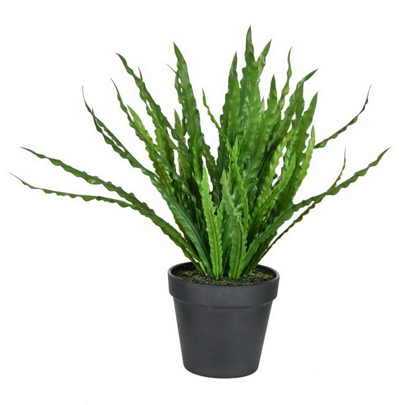 Vickerman FJ190316 16 Bird Nest Fern In Pot