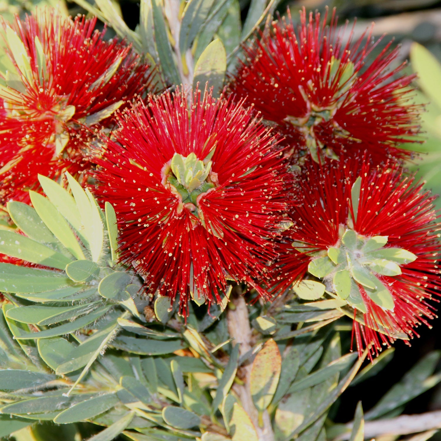 Little John Bottlebrush Dwarf Tree - Live Plant - Callistemon - Wellspring Gardens Starter Plant