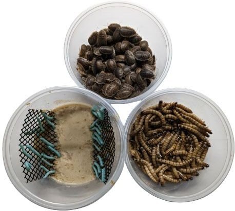 ABDragons Dubia Large Roach Hornworm and Superworm Live Feeder Combo Reptile Food