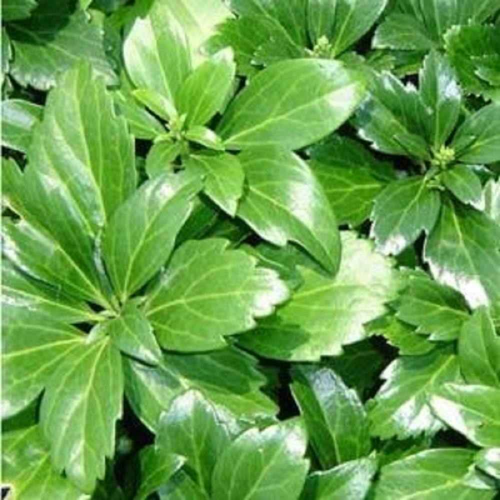 BELL NURSERY 4 in. Pachysandra Live Perennial Groundcover Plant (6-Pack) PACHY4GRE6PK