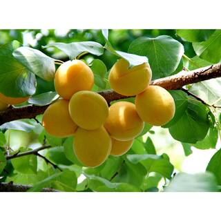 Online Orchards Dwarf Puget Gold Apricot Tree - Easiest Growing Apricot Tree (Bare-Root 3 ft. to 4 ft. Tall 2-Years Old) FTAC004