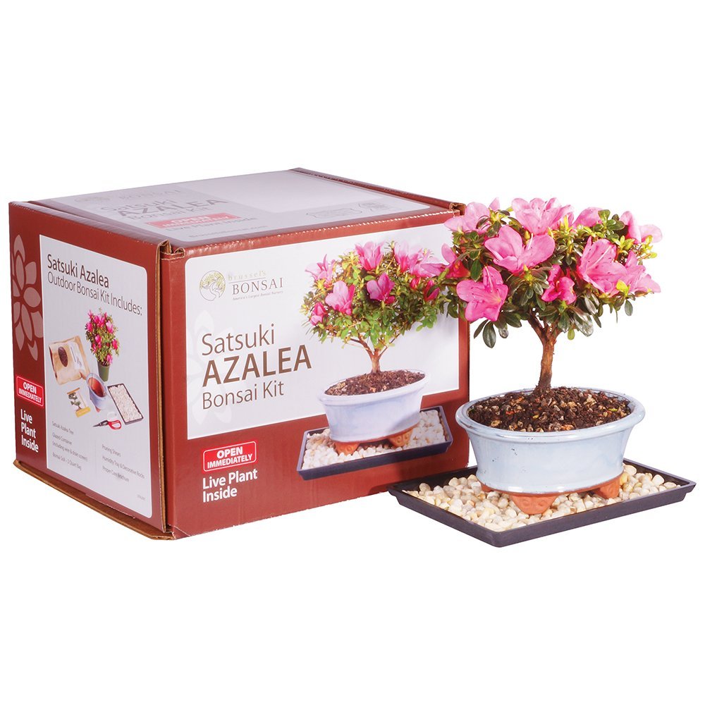 Brussel's Satsuki Azalea Bonsai Kit (Outdoor)