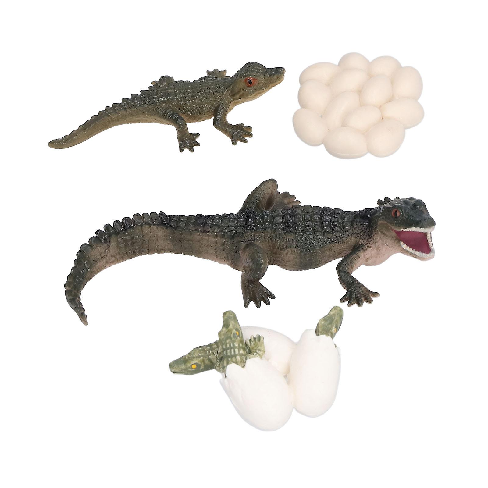 Simulation Animal Crocodile Growth Cycle Model Crocodile Growth Process Children's Science Education Educational Toys