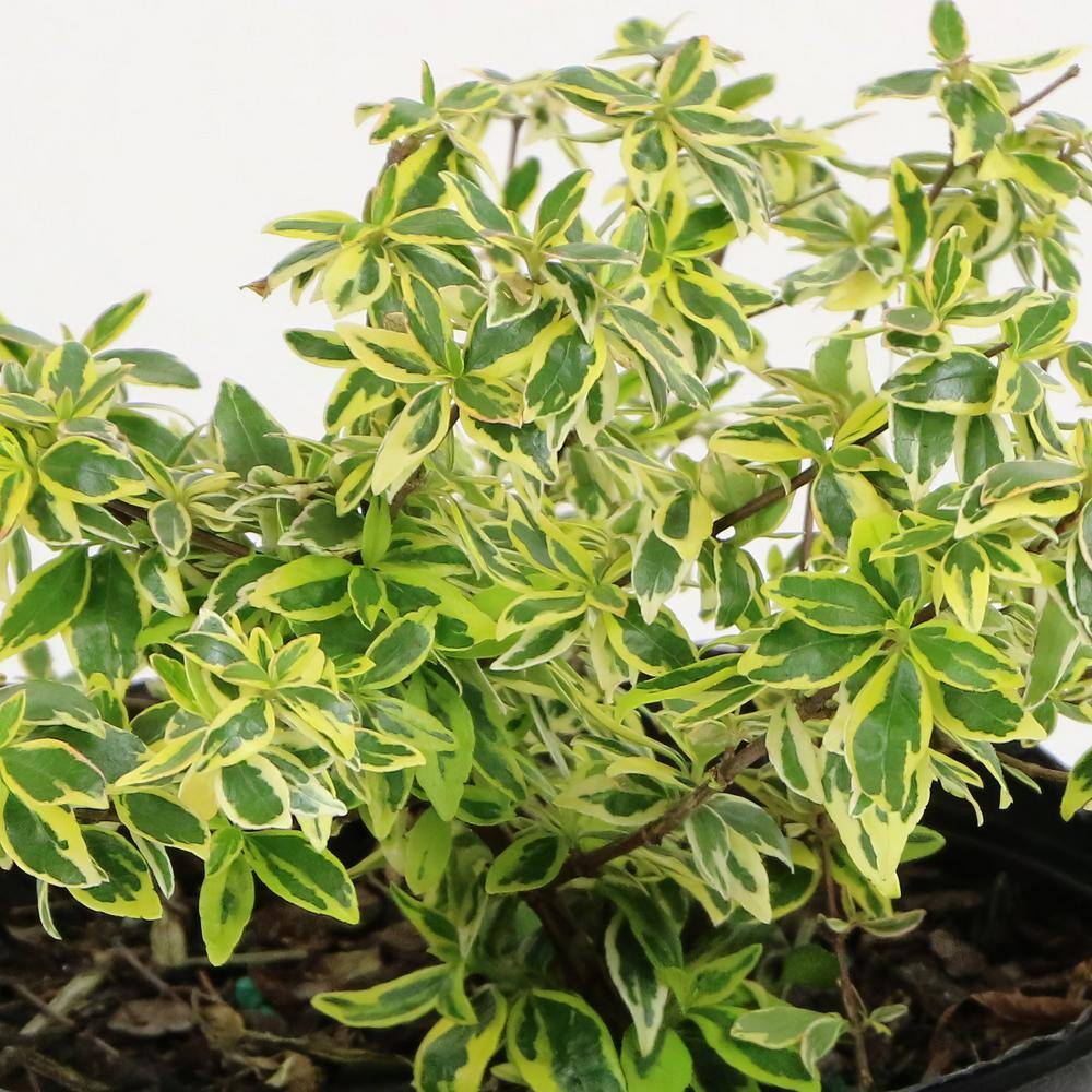 national PLANT NETWORK 2.25 Gal. Abelia Hopleys Flowering Shrub with Pink Blooms HD7131