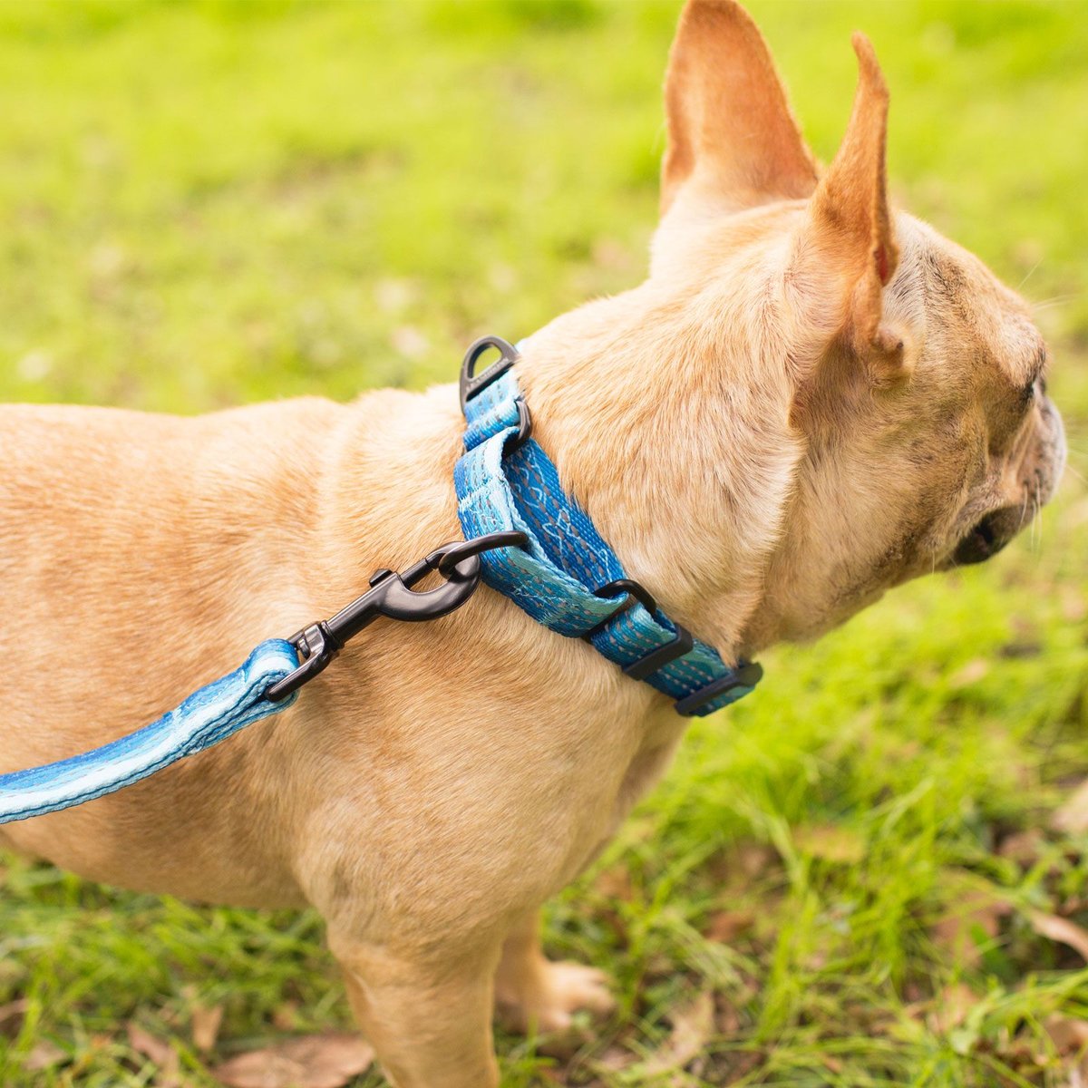 Leashboss Patterned Fabric Martingale Dog Collar